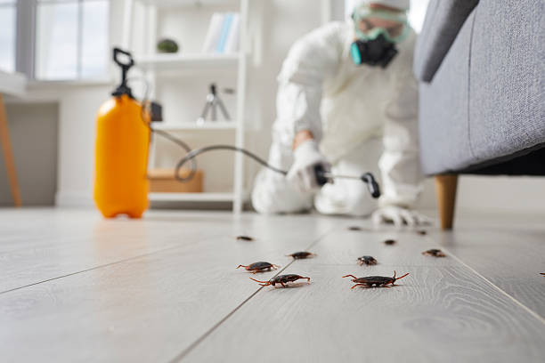 Trusted Termite Control service in South Padre Island, TX - Nex Pest Control
